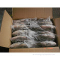Exporteur IWP Frozen Black Tilapia Spezifikation Fisch
